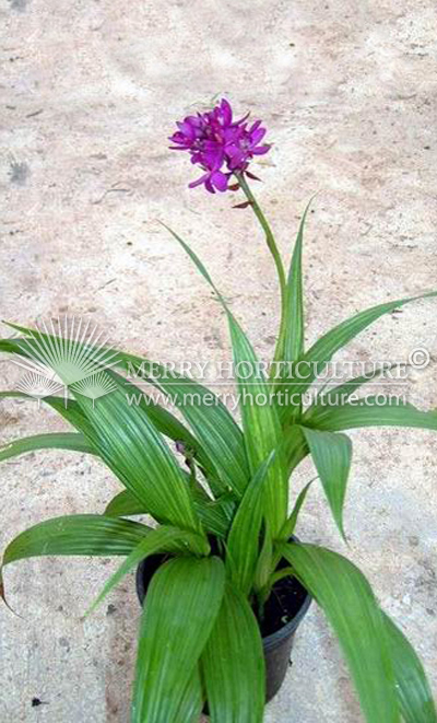 Spathoglottis Dwarf Purple